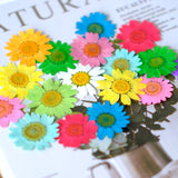 Load image into Gallery viewer, 12 Pcs Pressed Dried Dyed Daisy Flowers