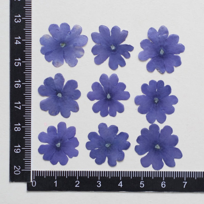 50 Pcs Dried Pressed Blue Verbena Flowers