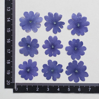 50 Pcs Dried Pressed Blue Verbena Flowers