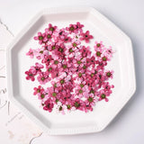 Load image into Gallery viewer, 12 Pcs Dried Pressed Plum Blossoms for Crafts