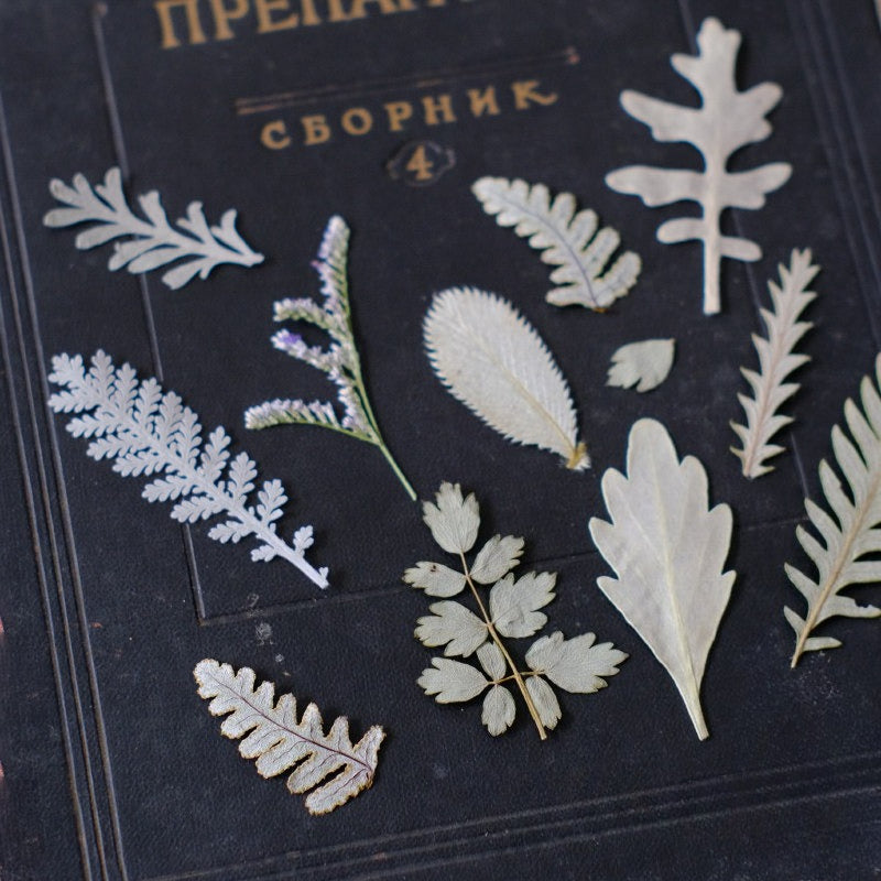 30 Pcs Assorted Dried Pressed Botanical Foliage