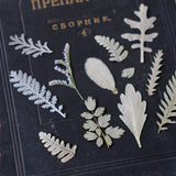 Load image into Gallery viewer, 30 Pcs Assorted Dried Pressed Botanical Foliage