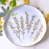 Load image into Gallery viewer, 50 Pcs Pressed Dried Golden Wattle Flowers