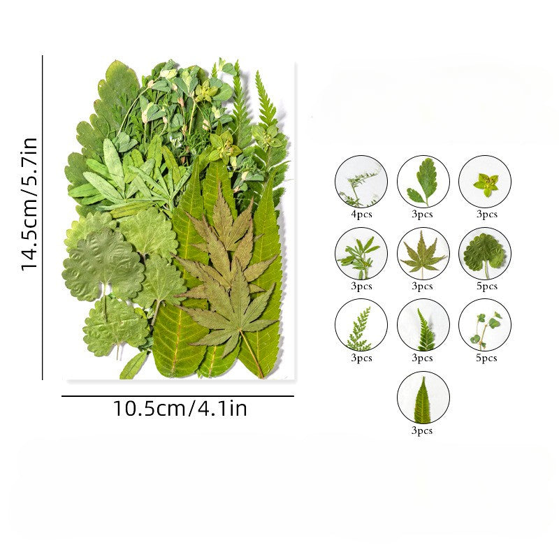 35 Pcs Assorted Dried Pressed Green Leaves