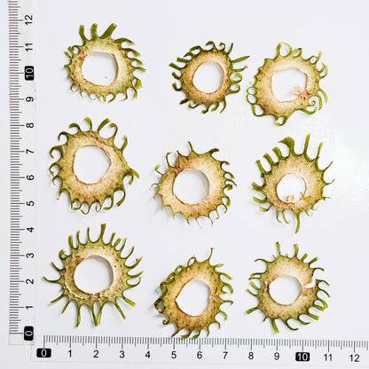Whimsical Sun-Shaped Pressed Stem Slices