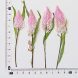 Load image into Gallery viewer, Real Dried Pressed Pink Feather Celosia