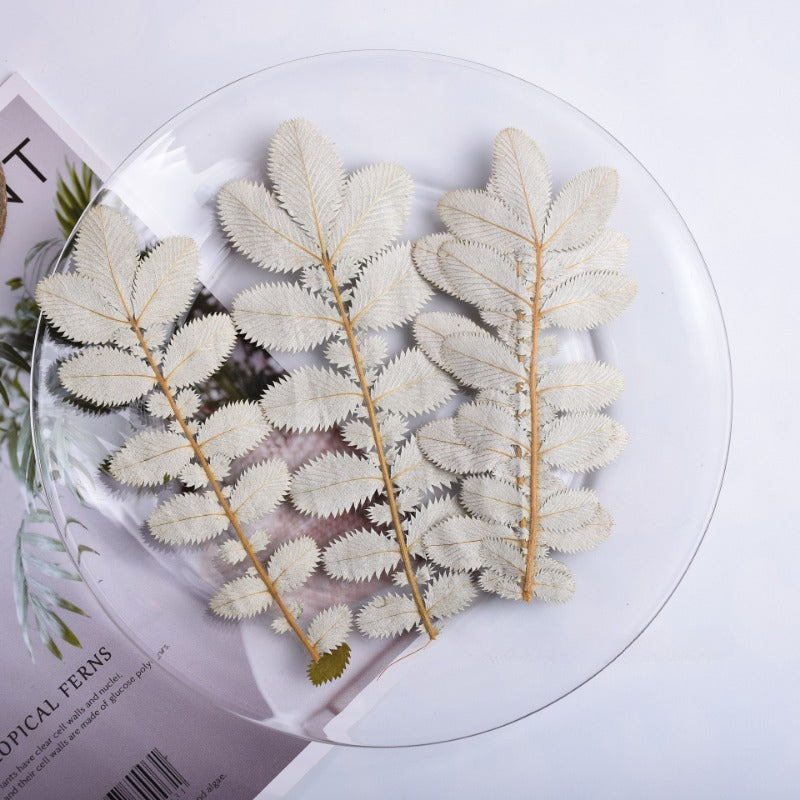 Dried Pressed Silver Velvet Leaves