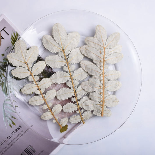 Dried Pressed Silver Velvet Leaves
