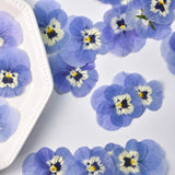 Load image into Gallery viewer, 50 Pcs Dried Pressed Blue Pansy Flowers