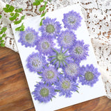 Load image into Gallery viewer, Real Pressed Dried Violet Scabiosa Flowers