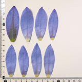 Load image into Gallery viewer, Real Dried Pressed Purple Water Lily Flower