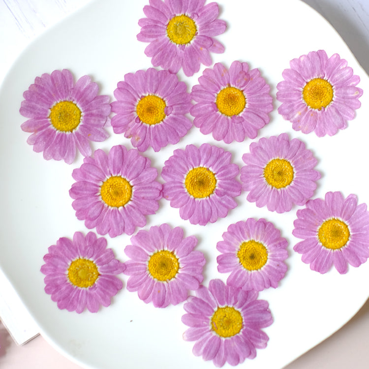 50 Pcs Real Pressed Dried Daisy Flowers