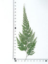 (14-18cm) 50pcs