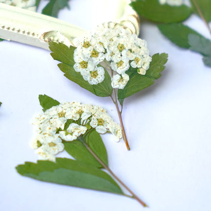 50 Pcs Real Dried Pressed Spirea Flowers