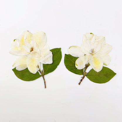 Elegant Pressed Gardenia Flowers with Stems