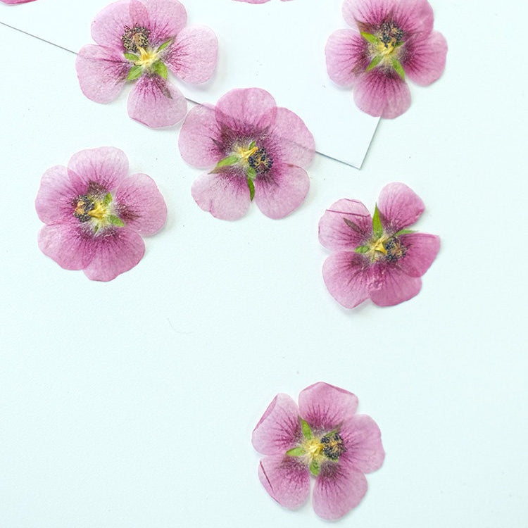 50 Pcs Real Dried Pressed Small Pink Blossoms