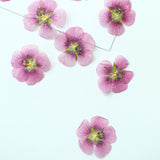 Load image into Gallery viewer, 50 Pcs Real Dried Pressed Small Pink Blossoms