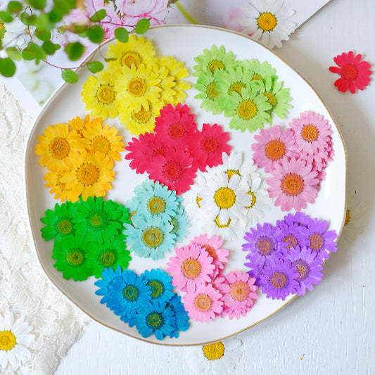60 Pcs Vibrant Dyed Pressed Daisy Flowers