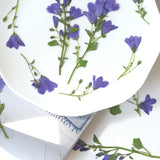 Load image into Gallery viewer, Real Dried Pressed Bellflowers for DIY Crafts