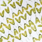 Load image into Gallery viewer, 50 Pcs Dried Pressed Wing-Shaped Seed Pods