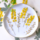 Load image into Gallery viewer, 50 Pcs Pressed Dried Golden Wattle Flowers