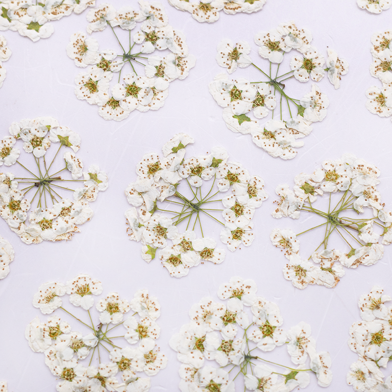 Real Dried Delicate White Pressed Flowers