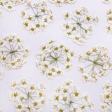 Load image into Gallery viewer, Real Dried Delicate White Pressed Flowers