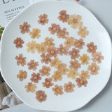 Load image into Gallery viewer, 50 Pcs Real Dried Pressed Small Sakura Blossoms