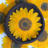 Load image into Gallery viewer, 10 Pcs Large Real Dried Pressed Sunflowers