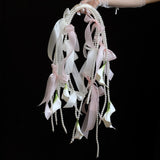 Load image into Gallery viewer, Calla Lily Pearl Cascading Bridal Bouquet with Ribbons