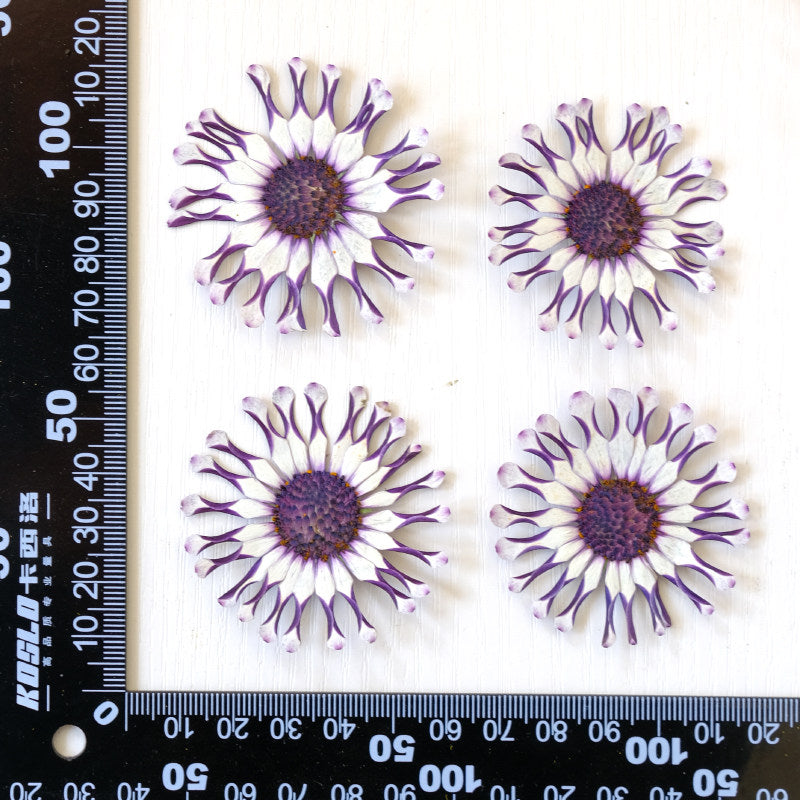Real Dried Pressed African Daisies