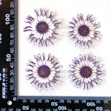 Load image into Gallery viewer, Real Dried Pressed African Daisies
