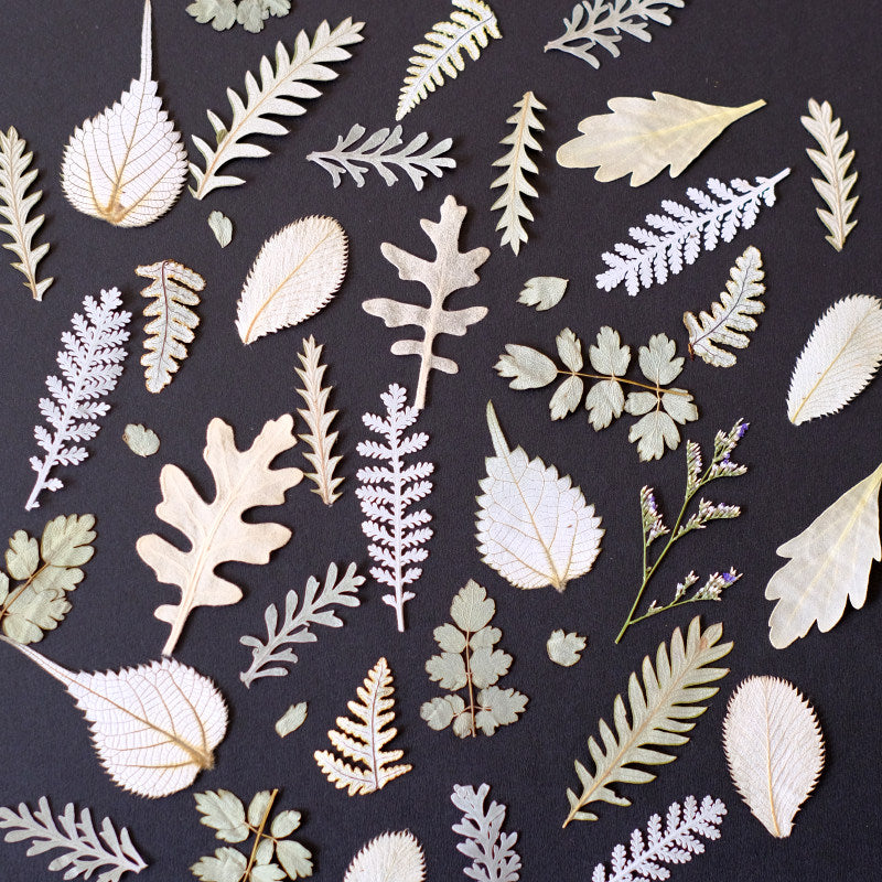 30 Pcs Assorted Dried Pressed Botanical Foliage