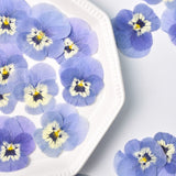 Load image into Gallery viewer, 50 Pcs Dried Pressed Blue Pansy Flowers