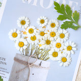 Load image into Gallery viewer, 50 Pcs Real Dried Pressed Chamomile Flowers