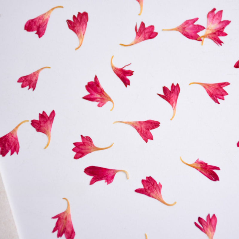 60 Pcs Dried Pressed Cornflower Petals