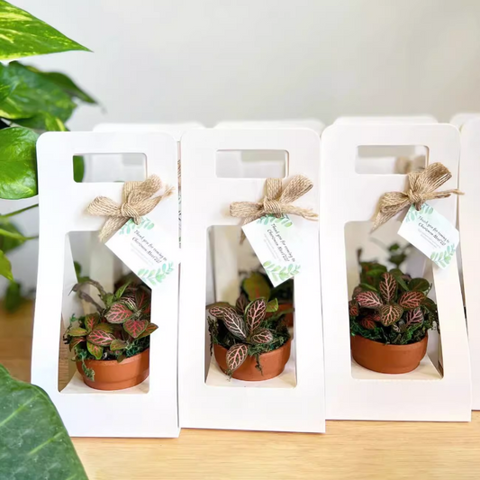 Succulent Plant Packaging Gift Box