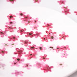 Load image into Gallery viewer, 12 Pcs Dried Pressed Plum Blossoms for Crafts