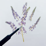 Load image into Gallery viewer, 4 Pcs Dried Pressed Portuguese Squill Flower