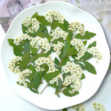 Load image into Gallery viewer, 50 Pcs Real Dried Pressed Spirea Flowers