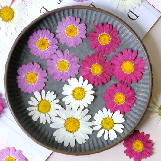 50 Pcs Real Pressed Dried Daisy Flowers