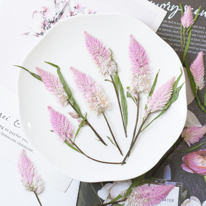 Real Dried Pressed Pink Feather Celosia