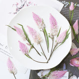 Load image into Gallery viewer, Real Dried Pressed Pink Feather Celosia