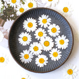 Load image into Gallery viewer, 12 Pcs Pressed Dried Dyed Daisy Flowers