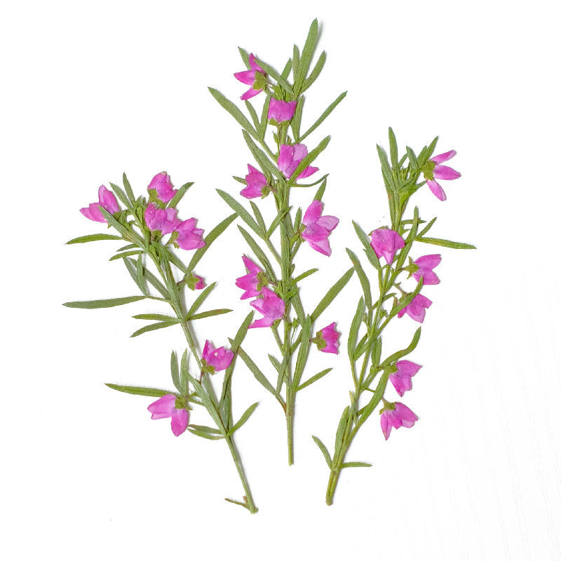 Real Dried Pressed Pink Flower Stems