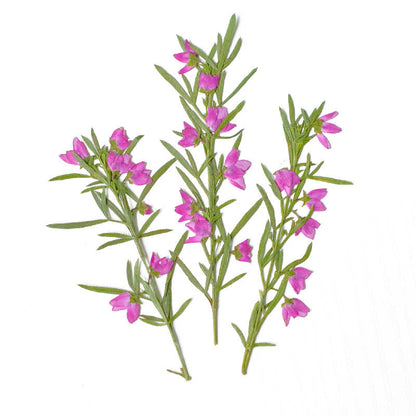Real Dried Pressed Pink Flower Stems