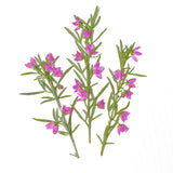 Load image into Gallery viewer, Real Dried Pressed Pink Flower Stems