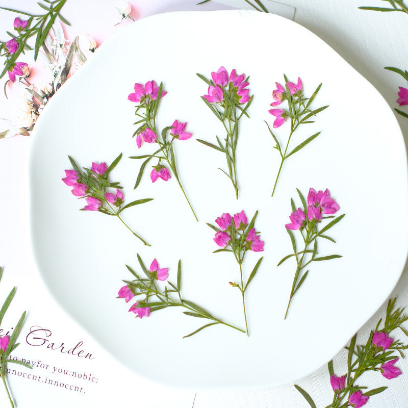 Real Dried Pressed Pink Flower Stems