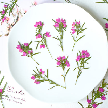 Real Dried Pressed Pink Flower Stems