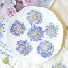 3-5cm blue 50pcs